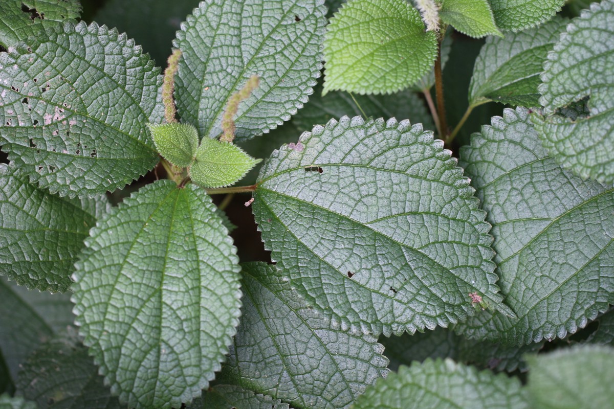 Boehmeria rugosissima (Reinw. ex Blume) Miq.